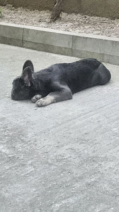 Визуално Флъфи Шоко Френски Булдог