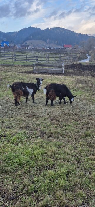 Vând capră, ieduță și țap