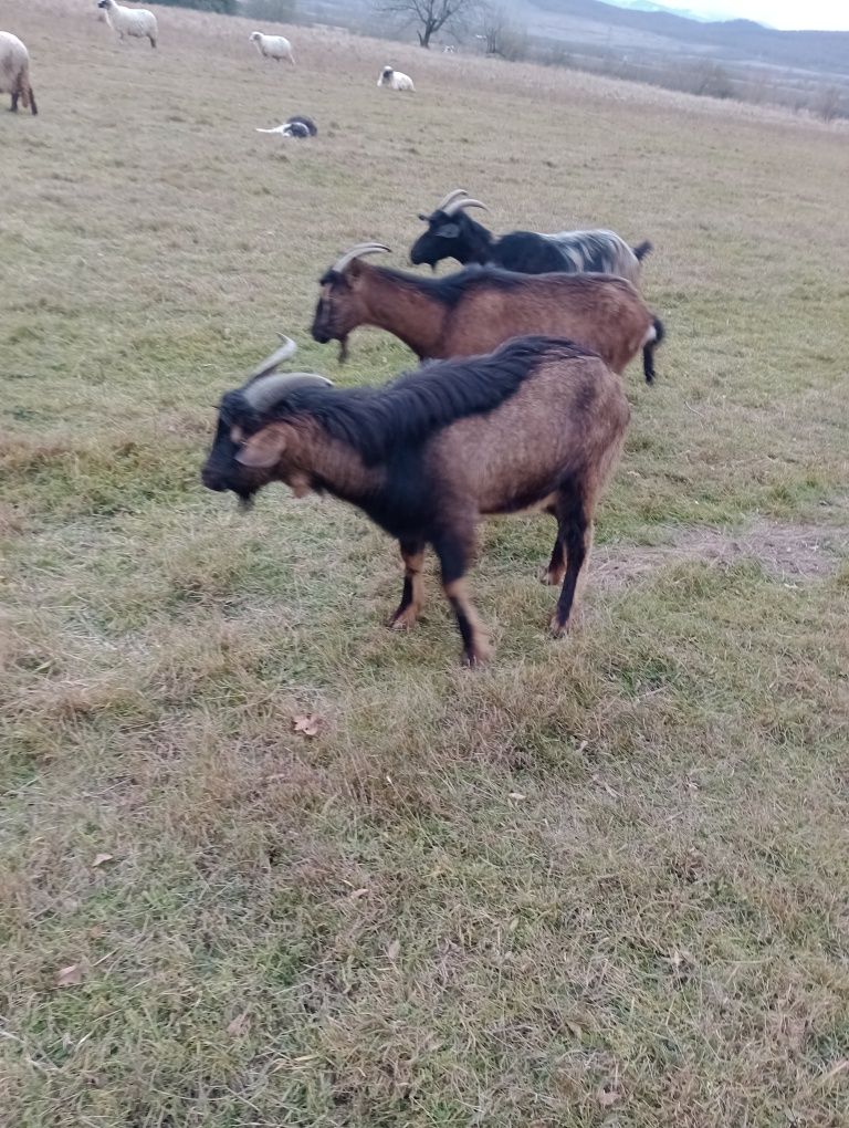 Vând capre  bune de lapte