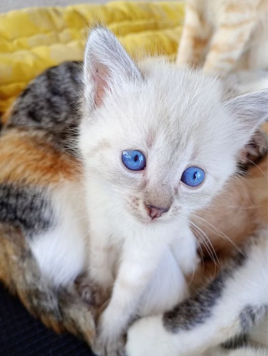 Pisici Mici și frumoși