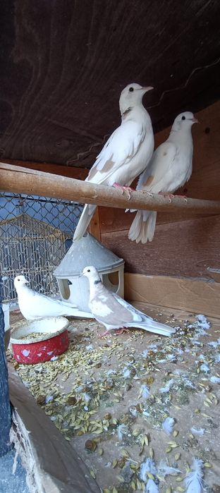 Vând turturele pui de anul acesta