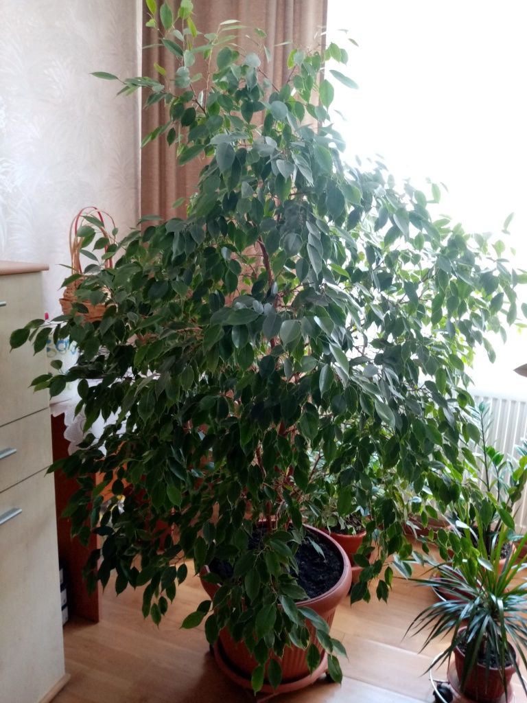 Vând floare apartament Ficus Kinky