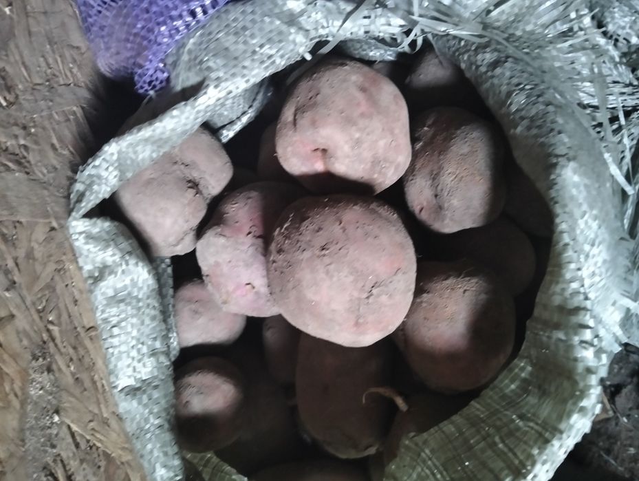 Продам домашний картофель