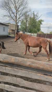 Срочно Продам двух кабыл с жеребятами