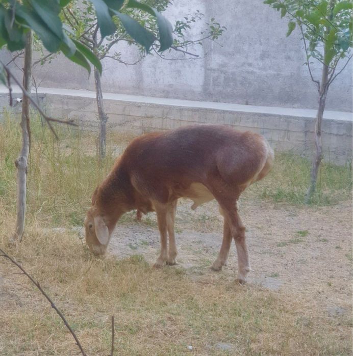 Arashan qirğiz toza zotli qõy sotiladi!