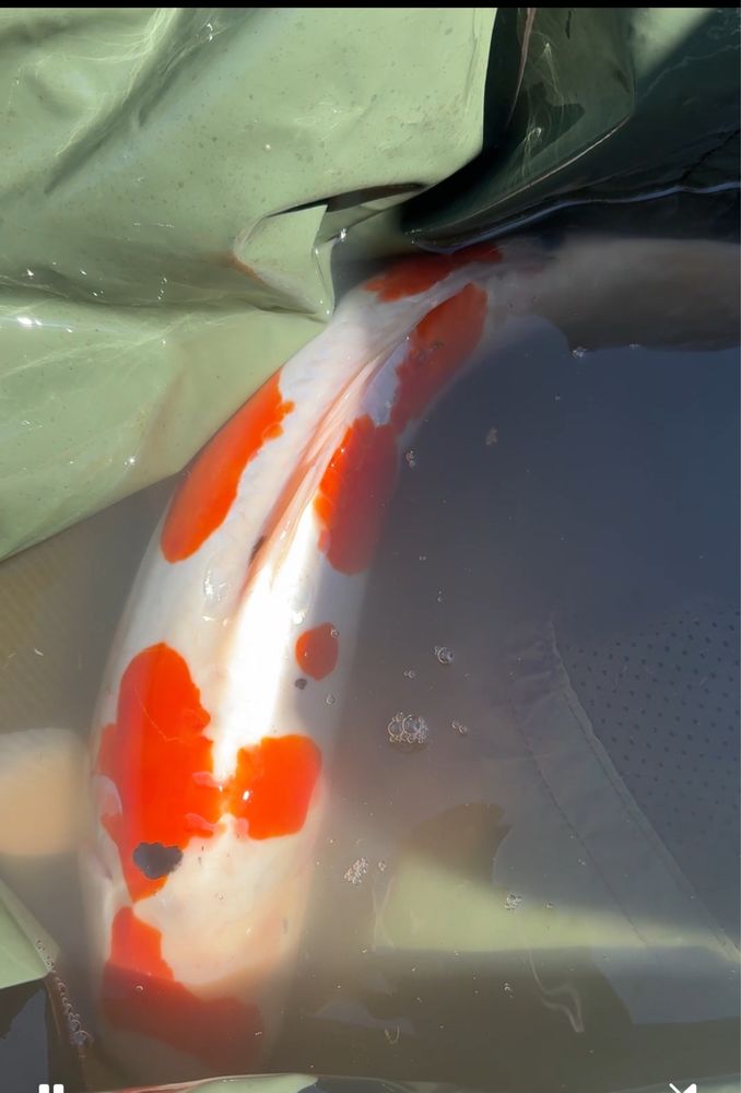 Crapi koi jumbo premium de vanzare