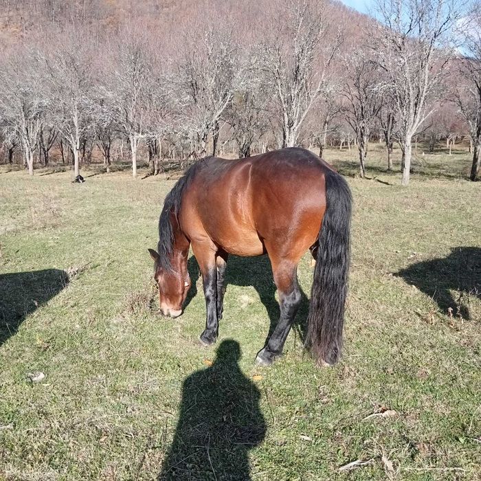 Cal murg de trei ani, cuminte.