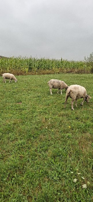 Vând oi texel  împerecheate  cu berbec suffolk!
