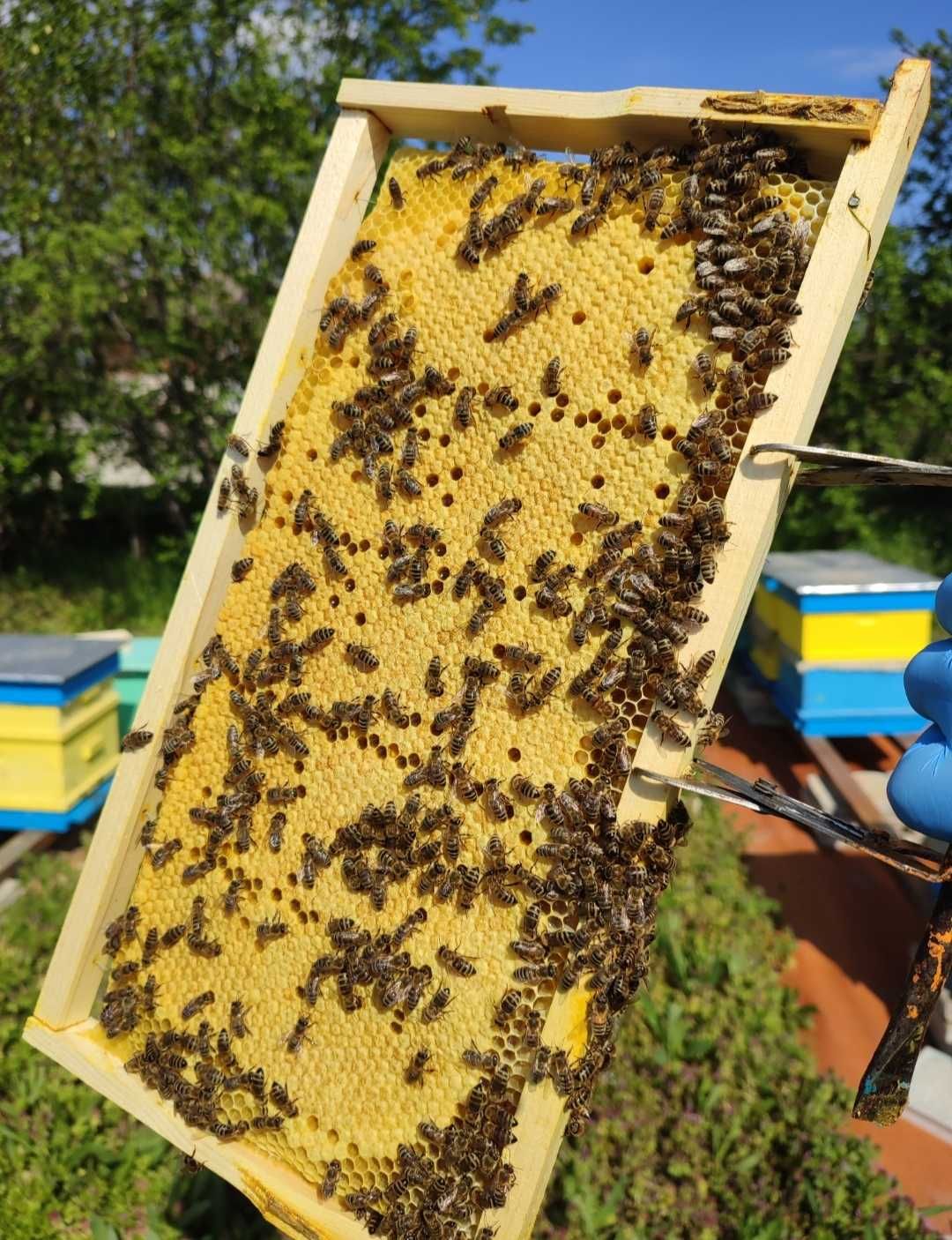 Пчелни отводки 2024г