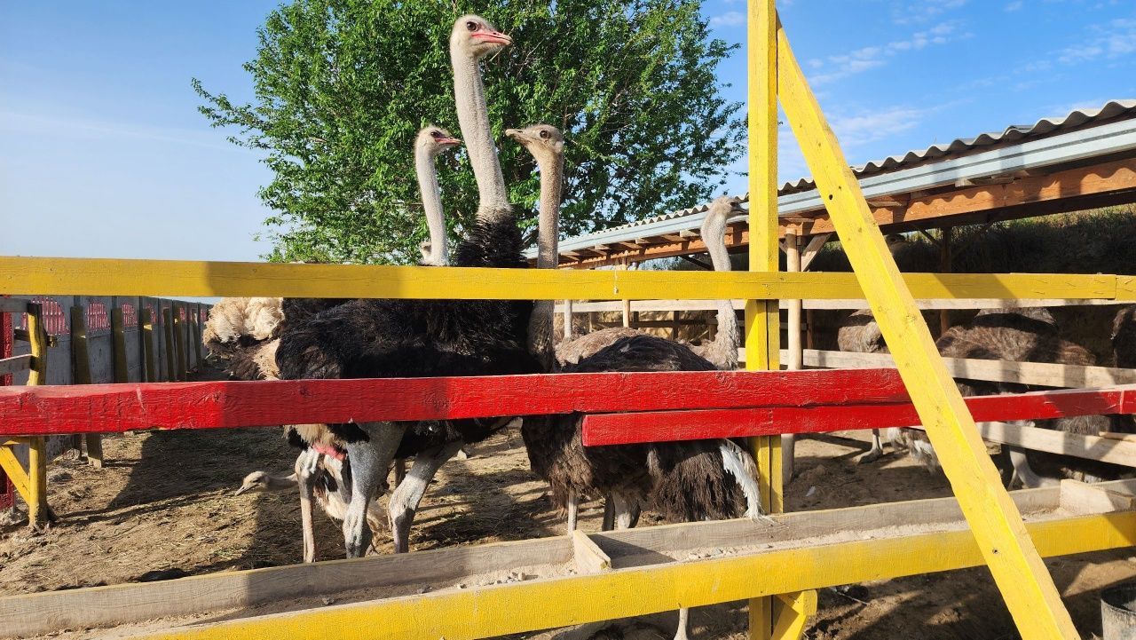 Tuyaqush va tuyaqush mahsulotlari sotiladi
