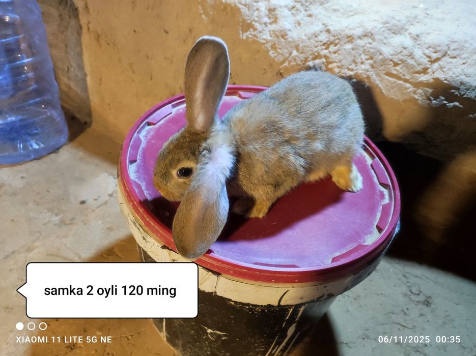 Gibrid quyonlar sotiladi 2 oylik