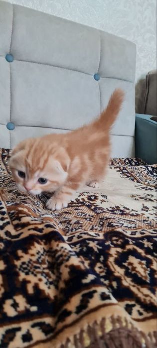 Продаются котята шотландские