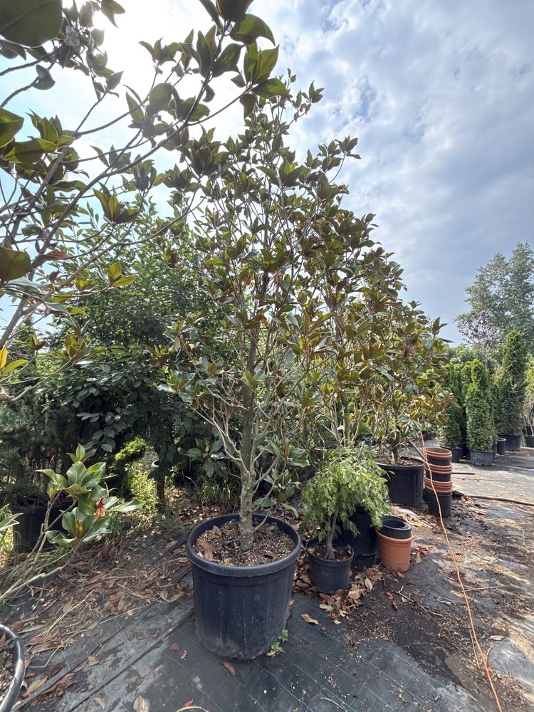 Magnolia grandiflora 3m/5m