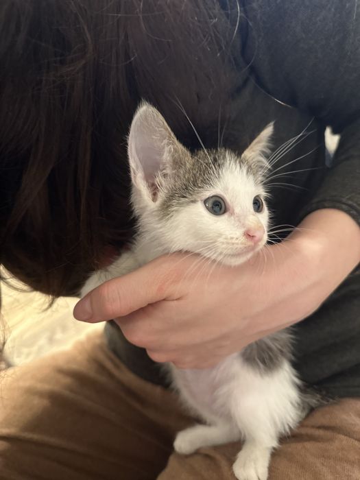 Pisicuta pentru adoptie