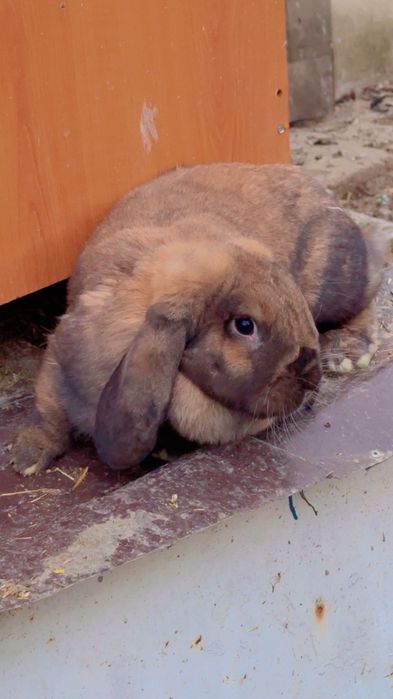 Disponibili o pereche berbec german