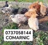 Pui rasa mixta, puicute ouatoare, curcani, producător local