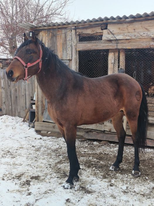 Жеребец будет  6