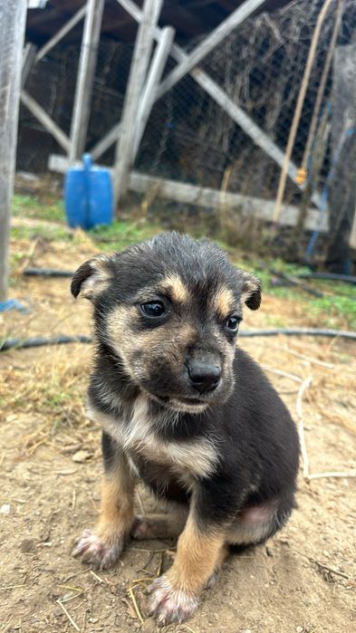 Puiuți de câine metis spre adopție