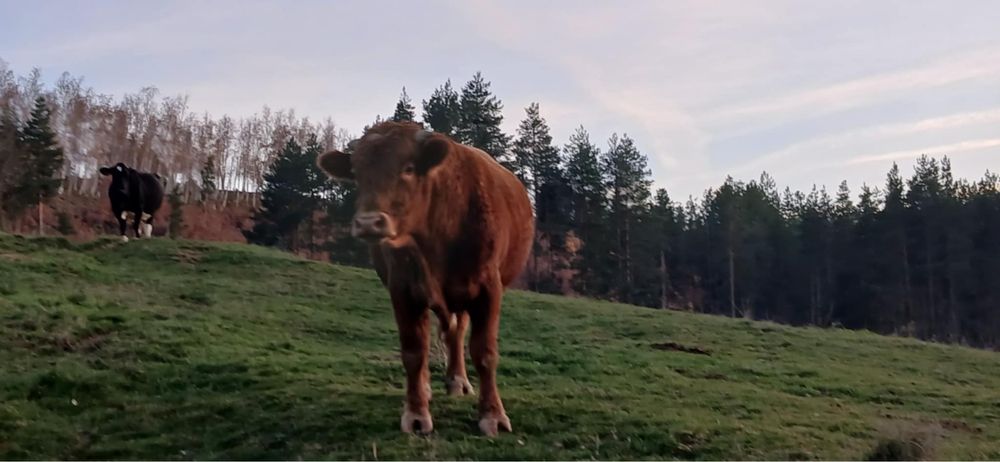 Продавам мъжки телета