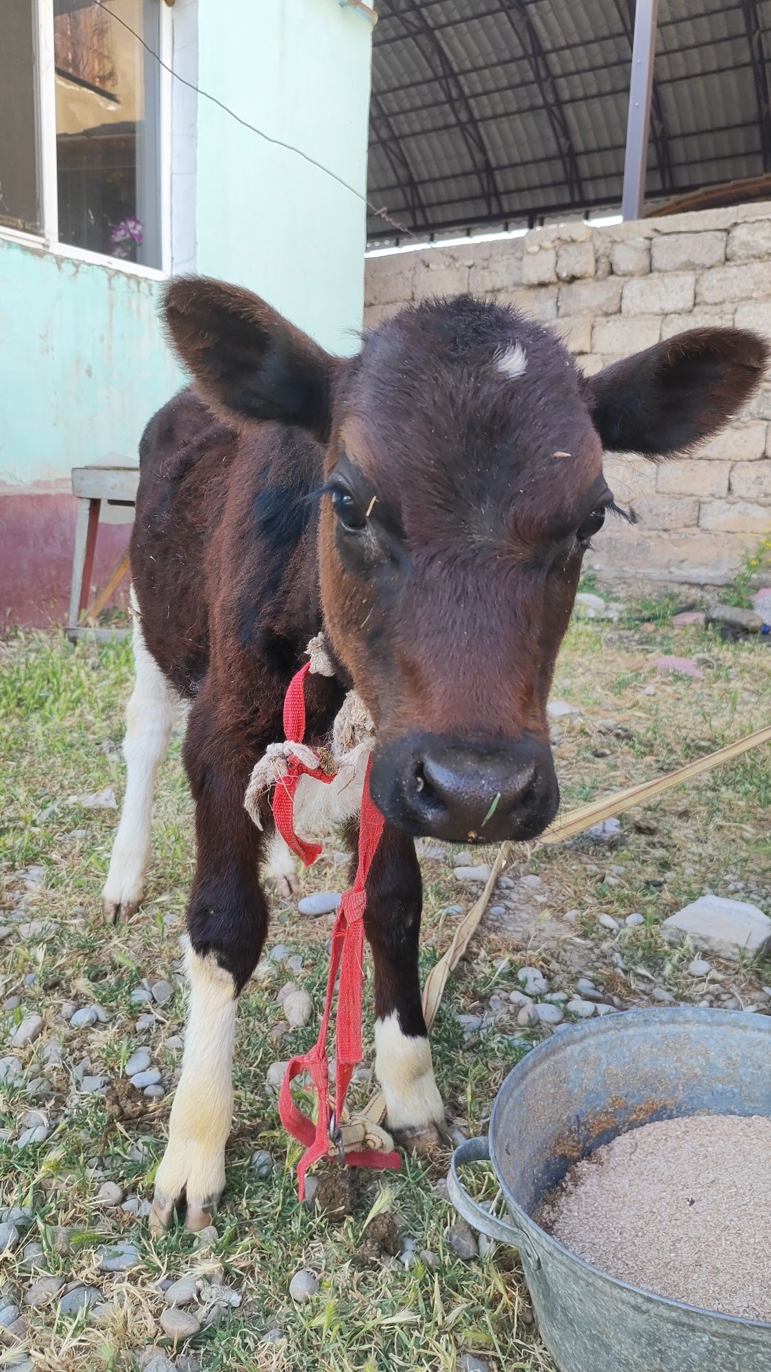 Бузау ургашы 4 айлык