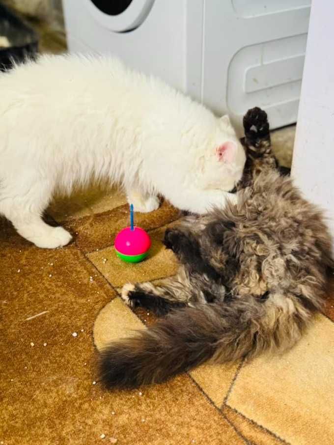 Персийски котенца