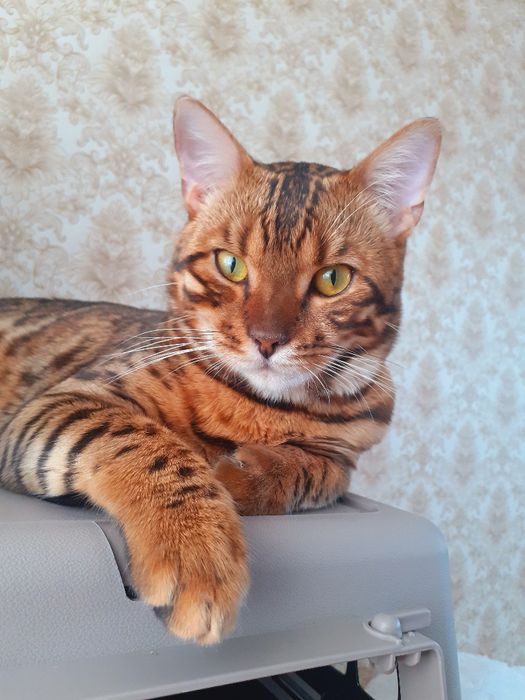 Бенгальский кот  на вязку