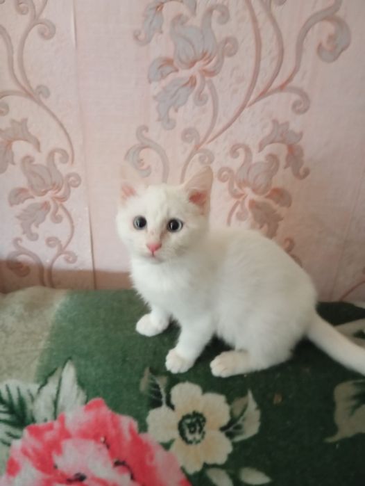 Отдам бесплатно котенка