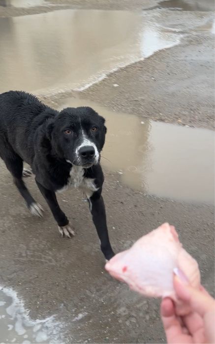 Найден алабай черного окраса