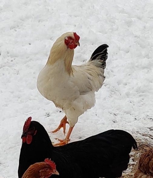 Vând cocoși Australorp și Brahma