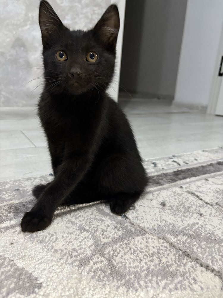 Котята.Отдам в хорошие руки