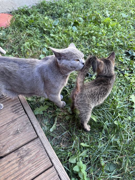 Donez pui de pisica din mama British shorhair