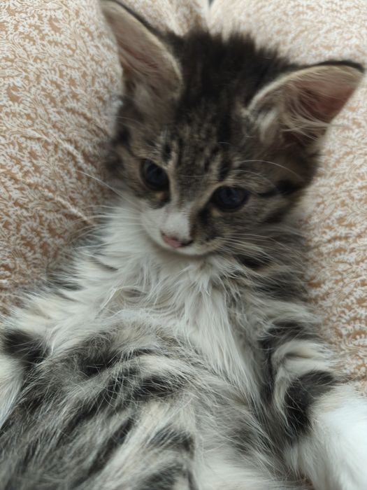 Котёнок , очень ласковая кошечка, Шейла