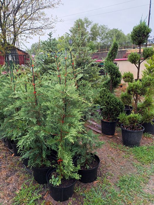 Plante ornamentale/ gard viu vesnic verde/ leylandii/ photinia/ prunus