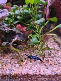 Pachet ceveti blue dream 20+