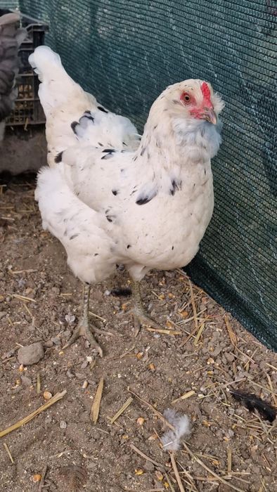 Araucana,ameraucana