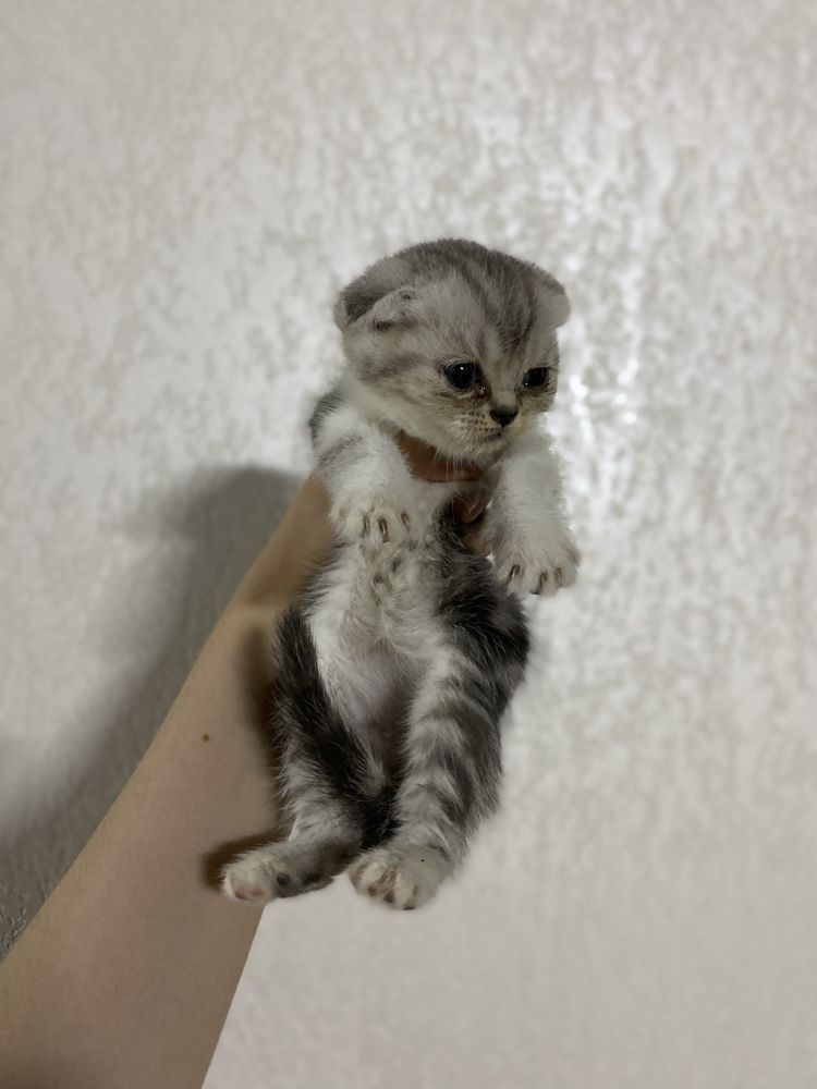 Scottish fold arzon narxlada