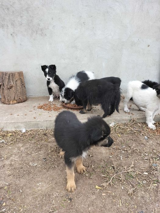 Adopții caini pui 2 luni