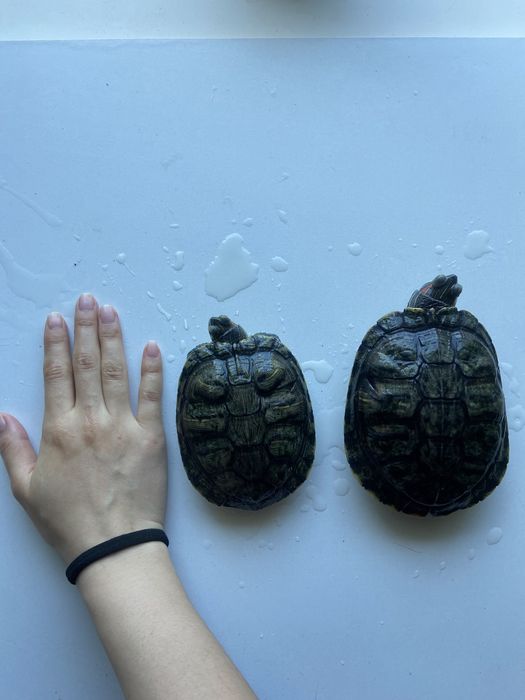 Продам 2х черепах