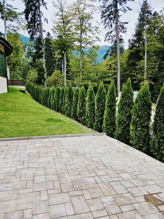 Plante ornamentale de calitate extra