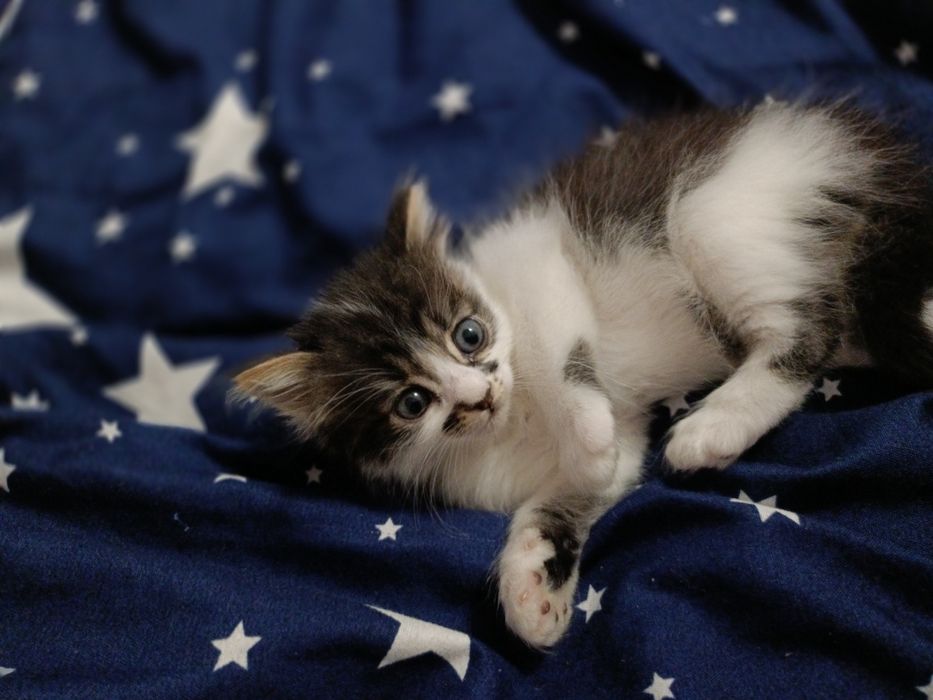 Donez puiuți de pisica in Iași