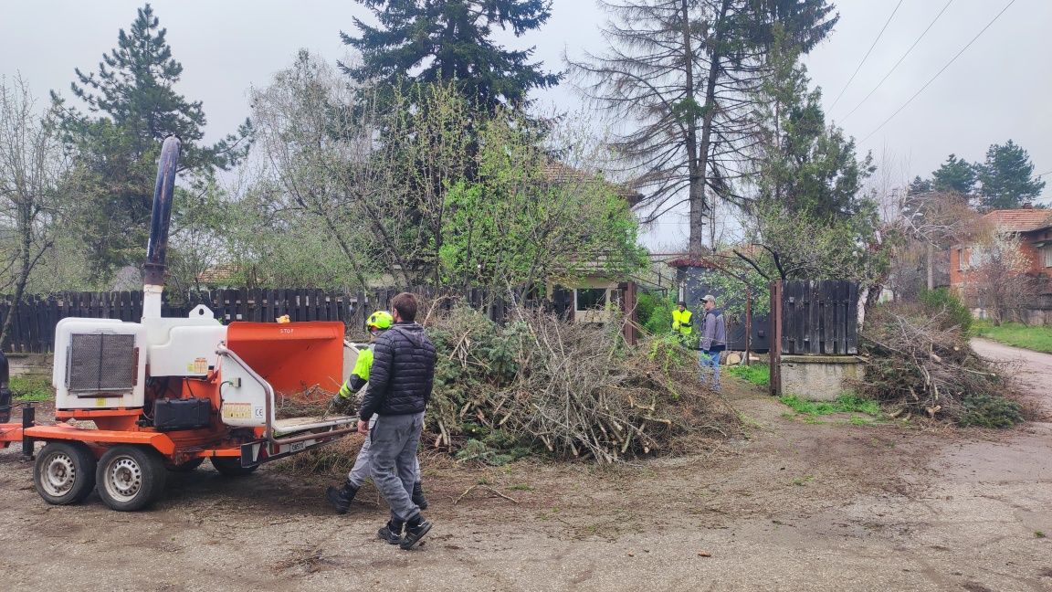 Професионална грижа за дървета, Арборист