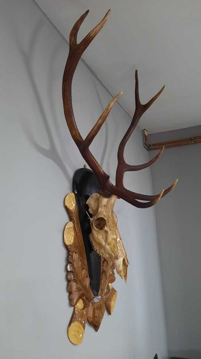 Trofeu cerb carpatin