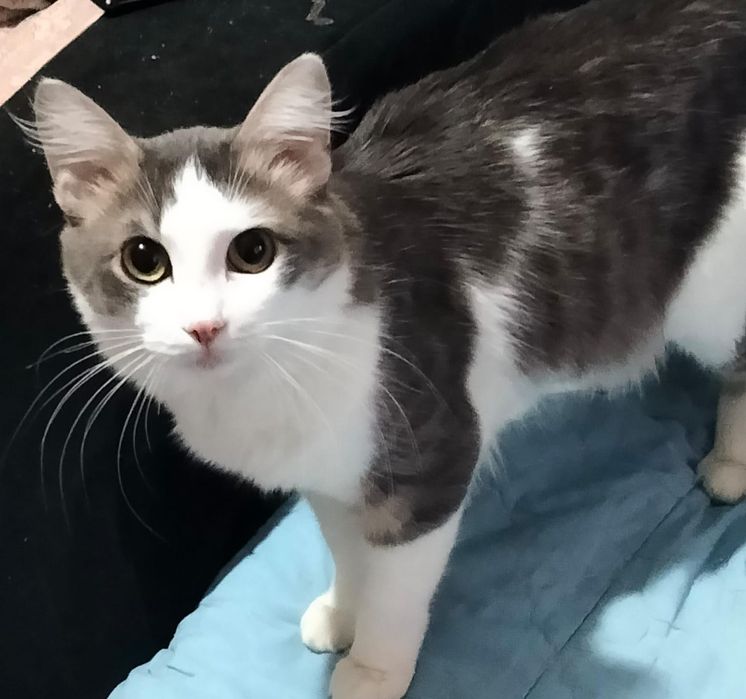 Котик Рекс, кастрирован.