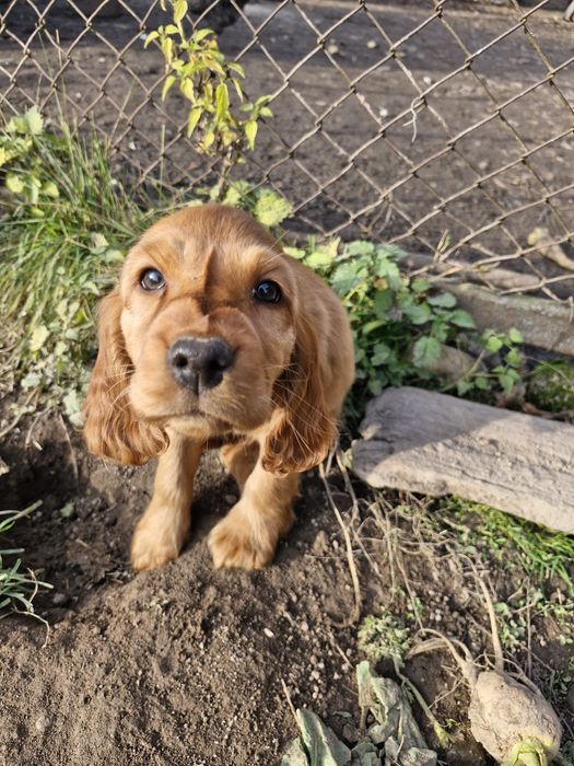 Disponibili căței de rasa cocker spaniel