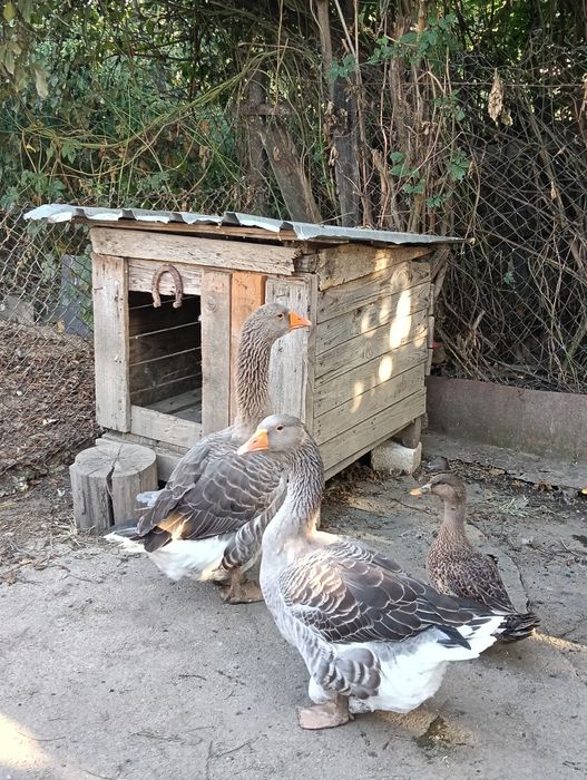 Pereche gâște leșești