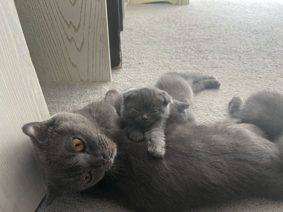 Котенок девочки и мальчик