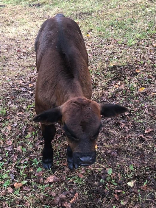 Vițel de vânzare rasă angus