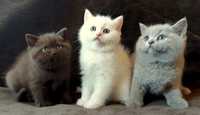 Vand motanel British shorthair!