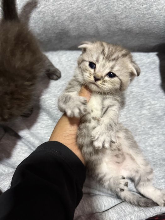 Scottish fold mushuk