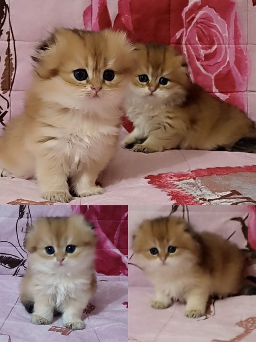 Хайленд скотиш фолд